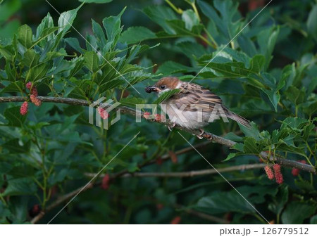 桑の実を食べるスズメ 126779512