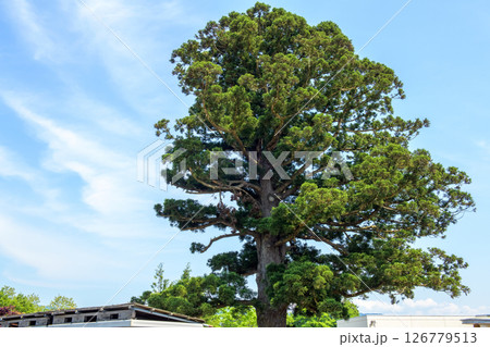 天陪の一本杉　天然記念物　秋田県 126779513
