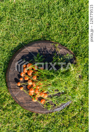 Home grown organic round carrots Home grown organic round carrots 126779515