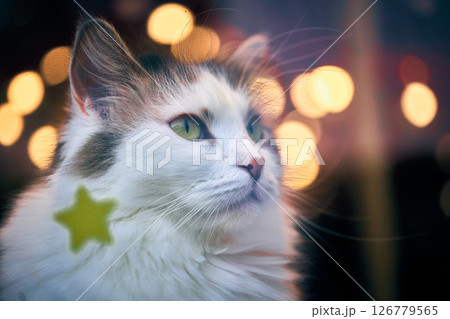 窓の外を見るキラキラと輝く猫 126779565