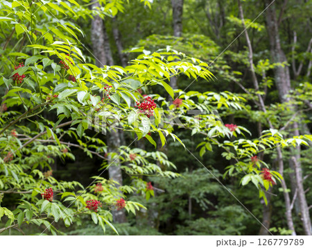 赤い実を付けたニワトコの木 126779789