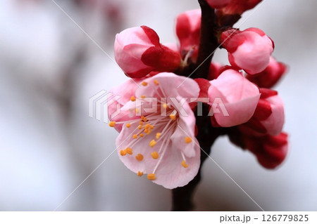 春の訪れを告げる杏子の花 春の訪れを告げる杏子の花 126779825
