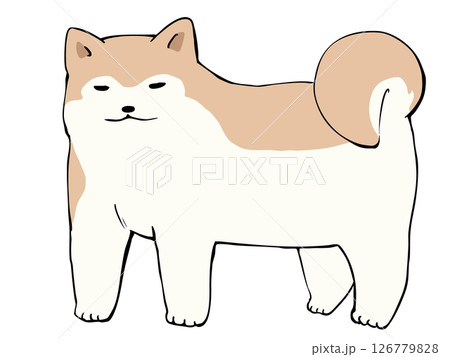 秋田犬 秋田犬 126779828