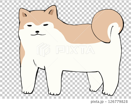秋田犬 秋田犬 126779828