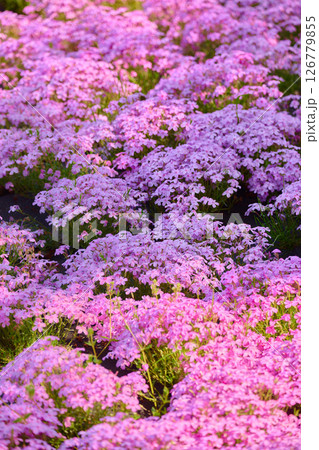 薄紫色の芝桜の花 薄紫色の芝桜の花 126779855