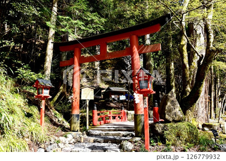 京都市 貴船神社奥宮参道の鳥居と思ひ川橋と新緑 京都市 貴船神社奥宮参道の鳥居と思ひ川橋と新緑 126779932