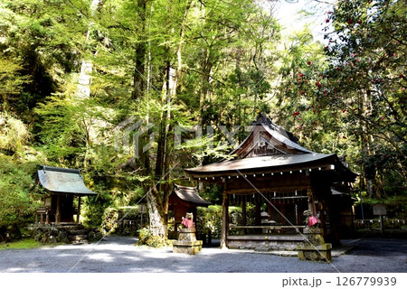 京都市　貴船神社奥宮の拝殿と新緑 126779939