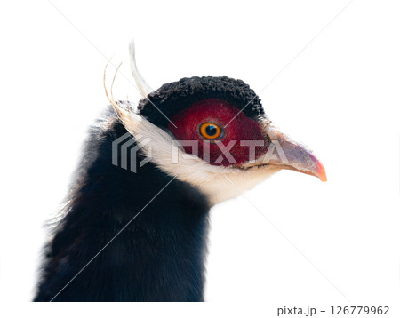 portrait blue eared gray isolated on white background portrait blue eared gray isolated on white background 126779962