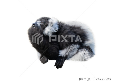 vary lemur isolated on white background 126779965