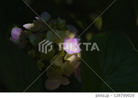 スポットライトを浴びるガクアジサイの花 126780020