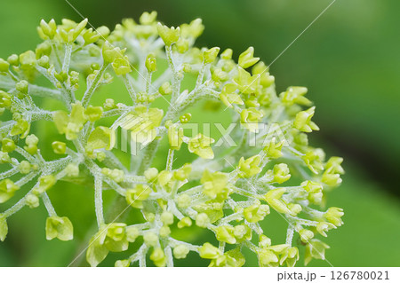 咲き始めた紫陽花 咲き始めた紫陽花 126780021