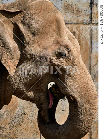 水を飲むゾウ 126780038