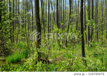 Springtime alder-bog sunny forest with standing water 126780078