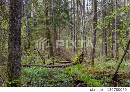 Springtime alder-bog sunny forest with standing water Springtime alder-bog sunny forest with standing water 126780086