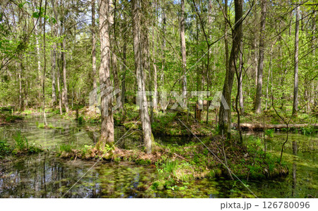 Springtime alder-bog sunny forest with standing water 126780096