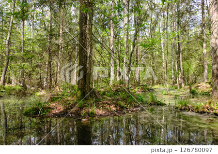 Springtime alder-bog sunny forest with standing water Springtime alder-bog sunny forest with standing water 126780097