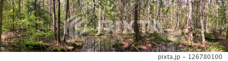 Springtime alder-bog sunny forest with standing water Springtime alder-bog sunny forest with standing water 126780100