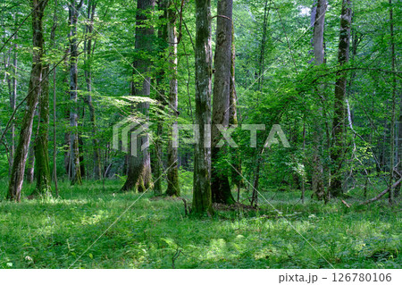 Moss wrapped old hornbeams and younger ones around 126780106