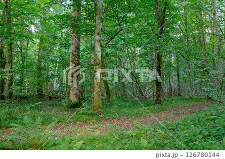 Late summer rich deciduous stand with old trees and lush foliage Late summer rich deciduous stand with old trees and lush foliage 126780144