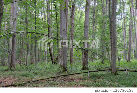 Late summer rich deciduous stand with old trees and lush foliage Late summer rich deciduous stand with old trees and lush foliage 126780153