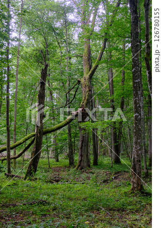 Late summer rich deciduous stand with old trees and lush foliage Late summer rich deciduous stand with old trees and lush foliage 126780155