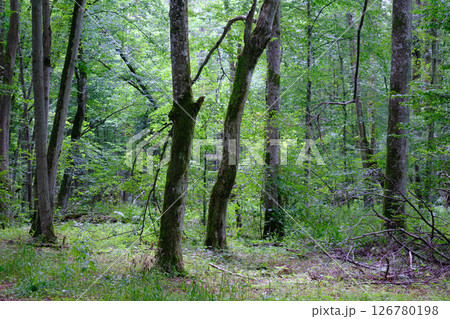 Late summer rich deciduous stand with old trees and lush foliage 126780198