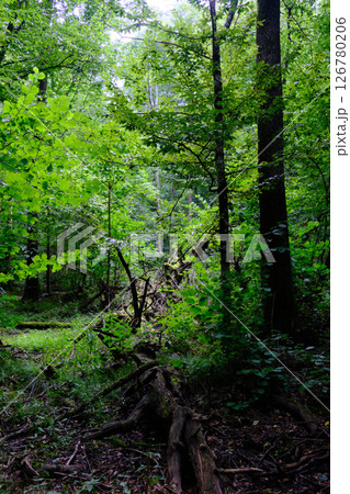 Late summer rich deciduous stand with old trees and lush foliage Late summer rich deciduous stand with old trees and lush foliage 126780206