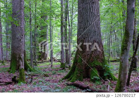 Late summer rich deciduous stand with old trees and lush foliage 126780217