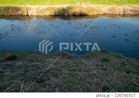 川にカルガモ 126780317