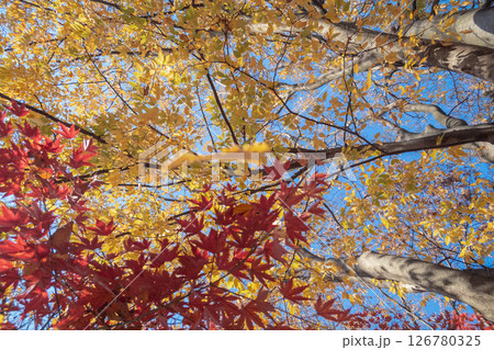 赤と黄色の葉っぱ 126780325