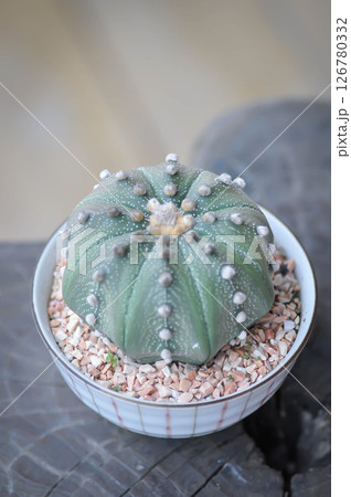 cactus in the flower pot or Astrophytum or Astrophytum asterias cactus in the flower pot or Astrophytum or Astrophytum asterias 126780332