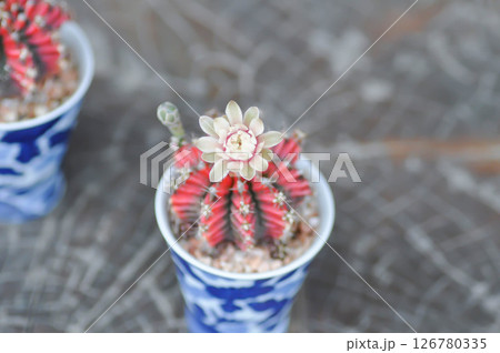 Gymnocalycium ,Gymnocalycium mihanovichii or gymnocalycium mihanovichii variegated with flower or cactus flower Gymnocalycium ,Gymnocalycium mihanovichii or gymnocalycium mihanovichii variegated with flower or cactus flower 126780335