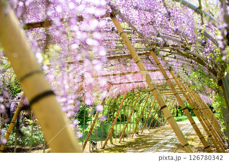 清々しい春の朝　藤のトンネル　岩手県 126780342