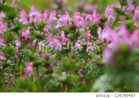 雨に濡れたホトケノザ 126780407