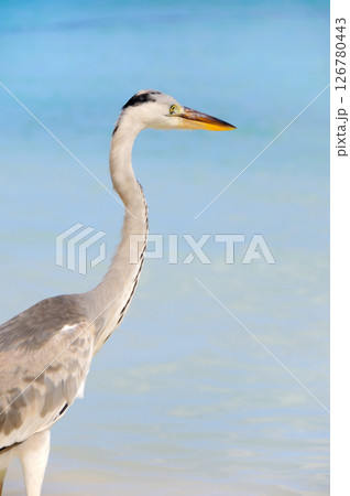 Photos of Maldives Beach 126780443