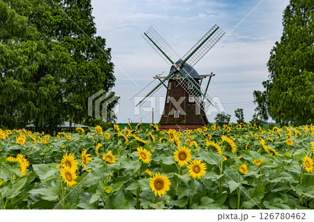 あけぼの山農業公園 ひまわり あけぼの山農業公園 ひまわり 126780462