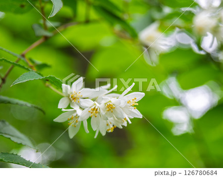 初夏に白い花を咲かせるウツギ 初夏に白い花を咲かせるウツギ 126780684