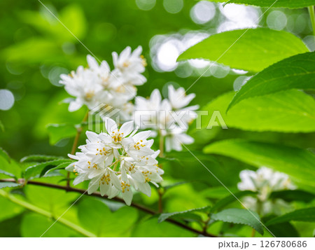 初夏に白い花を咲かせるウツギ 126780686