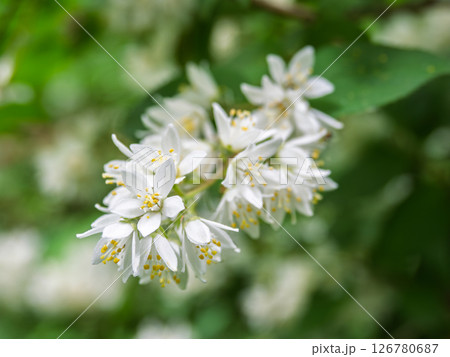 初夏に白い花を咲かせるウツギ 初夏に白い花を咲かせるウツギ 126780687