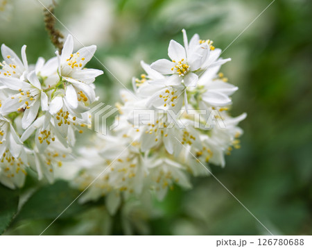 初夏に白い花を咲かせるウツギ 初夏に白い花を咲かせるウツギ 126780688