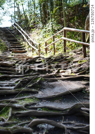 木の根が階段となっている木の根道 126780714
