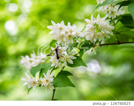初夏に咲くウツギの花と蜜を吸いに来たコスカシバの成虫 初夏に咲くウツギの花と蜜を吸いに来たコスカシバの成虫 126780825