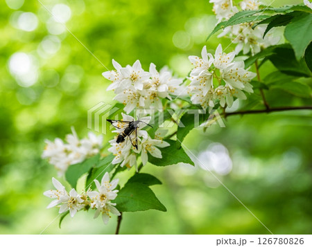 初夏に咲くウツギの花と蜜を吸いに来たコスカシバの成虫 126780826