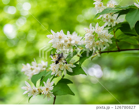 初夏に咲くウツギの花と蜜を吸いに来たコスカシバの成虫 126780827