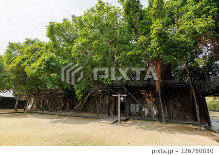 台南 安平樹屋 台南 安平樹屋 126780830