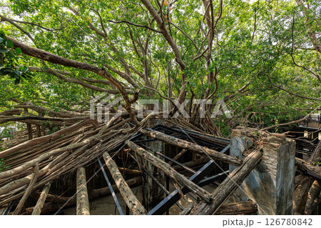 台南 安平樹屋 126780842