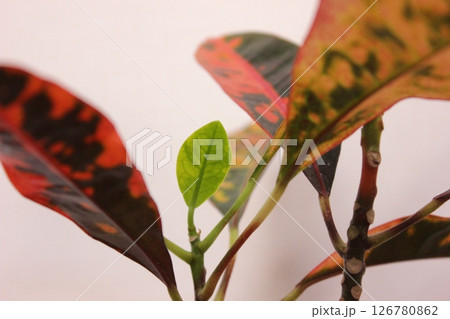 観葉植物クロトン 126780862