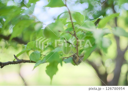 初夏の青梅と若葉が芽吹く梅の木 126780954