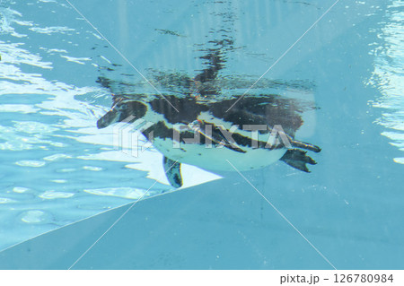 ペンギン 126780984