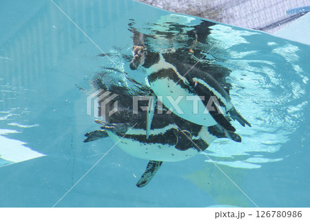 ペンギン 126780986